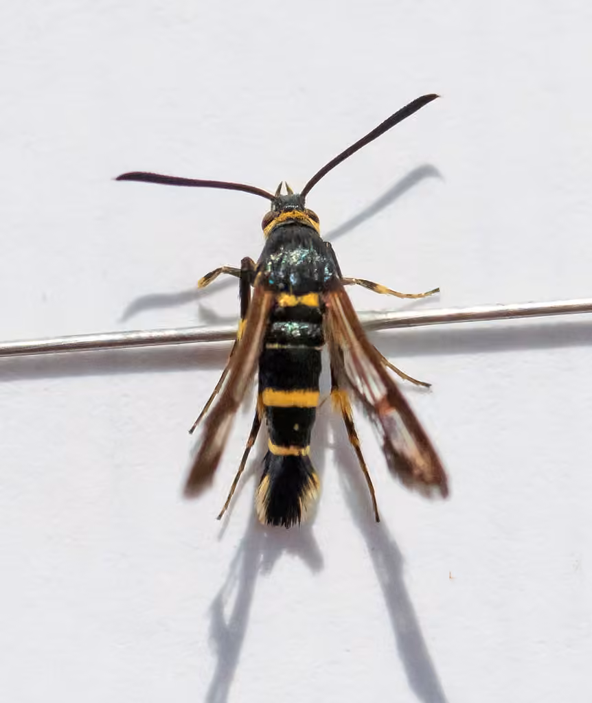 Oak Gall Borer Moth, Female