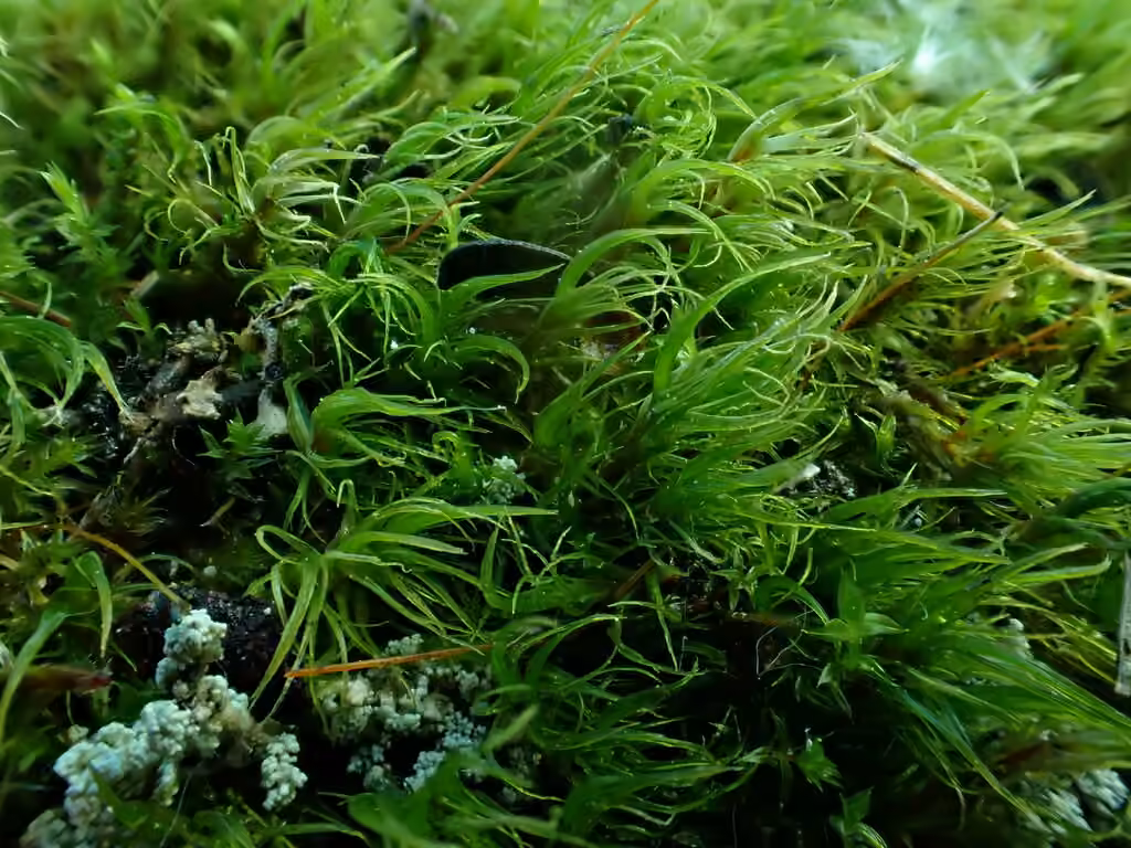 Acuteleaf dicranum moss, photo 3 of 5