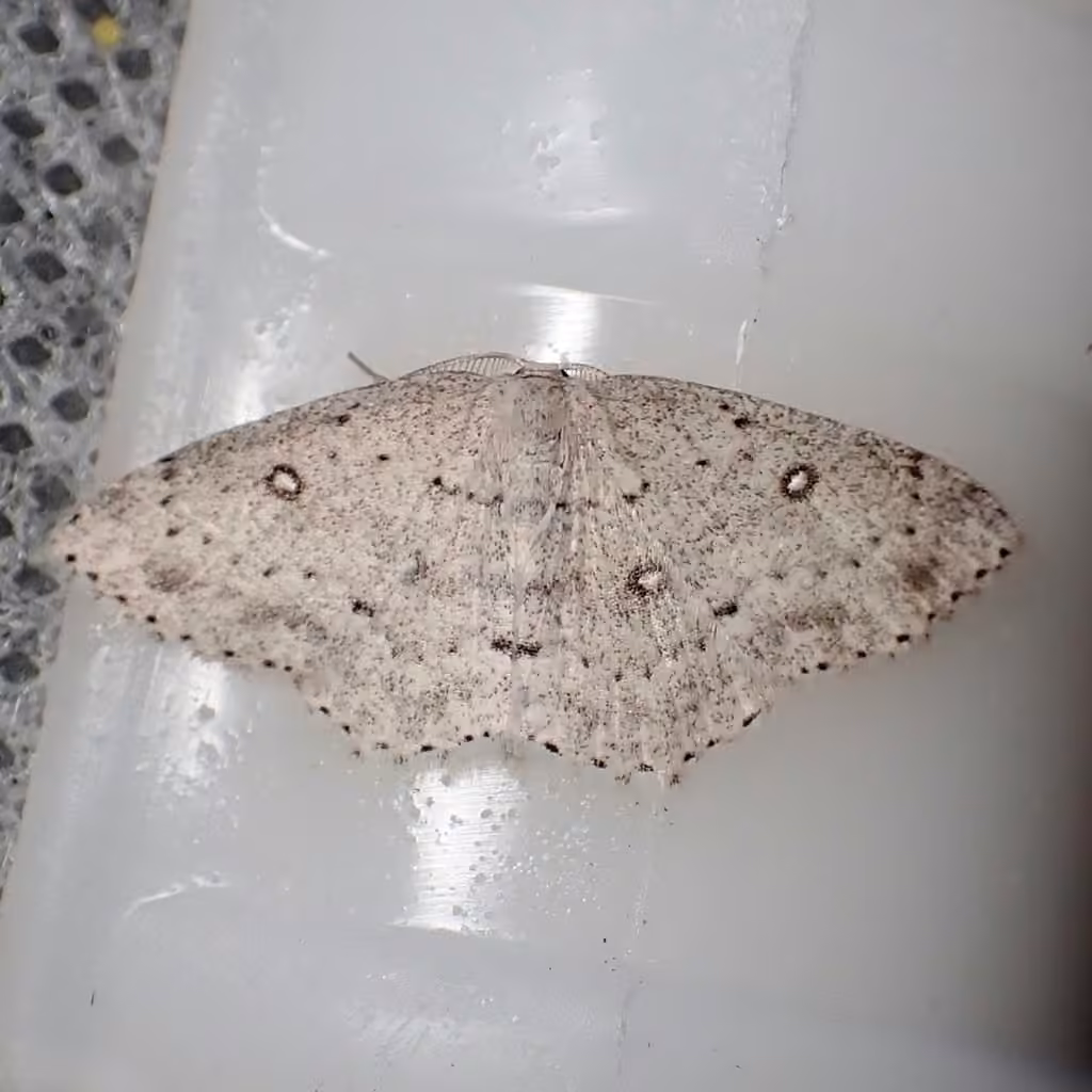 Sweetfern Geometer Moth, Mâle
