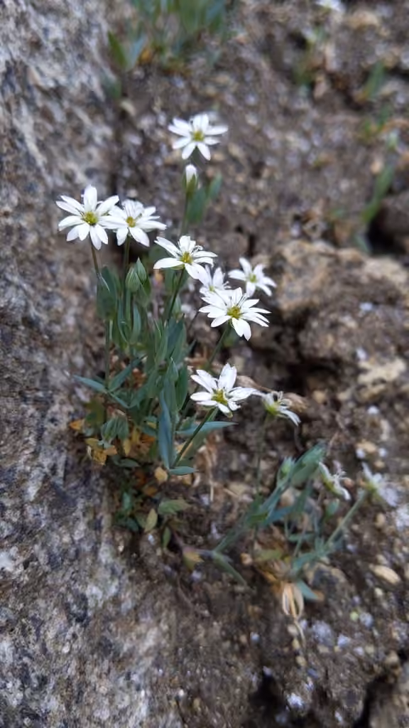 Longstalk starwort