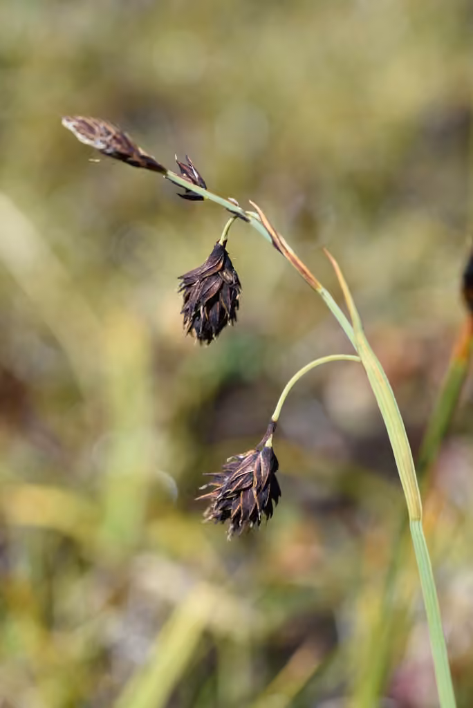 Carex brun foncé, photo 1 sur 5