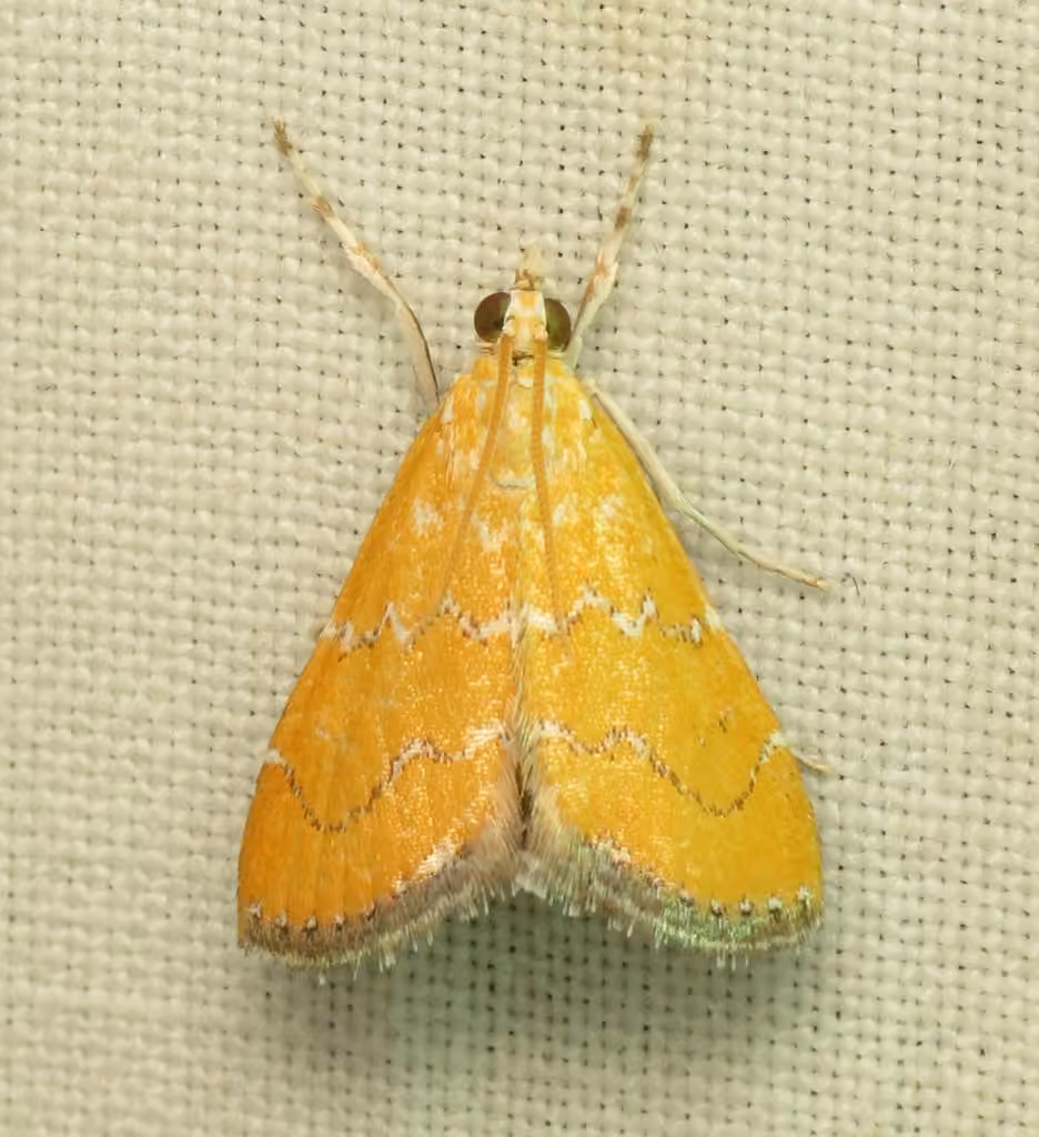 Xanthophysa Moth, photo 1 sur 5