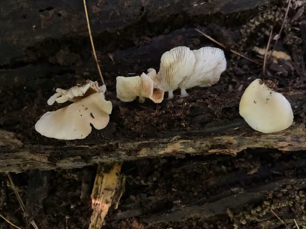 Crepidotus stipitatus, photo 1 sur 5