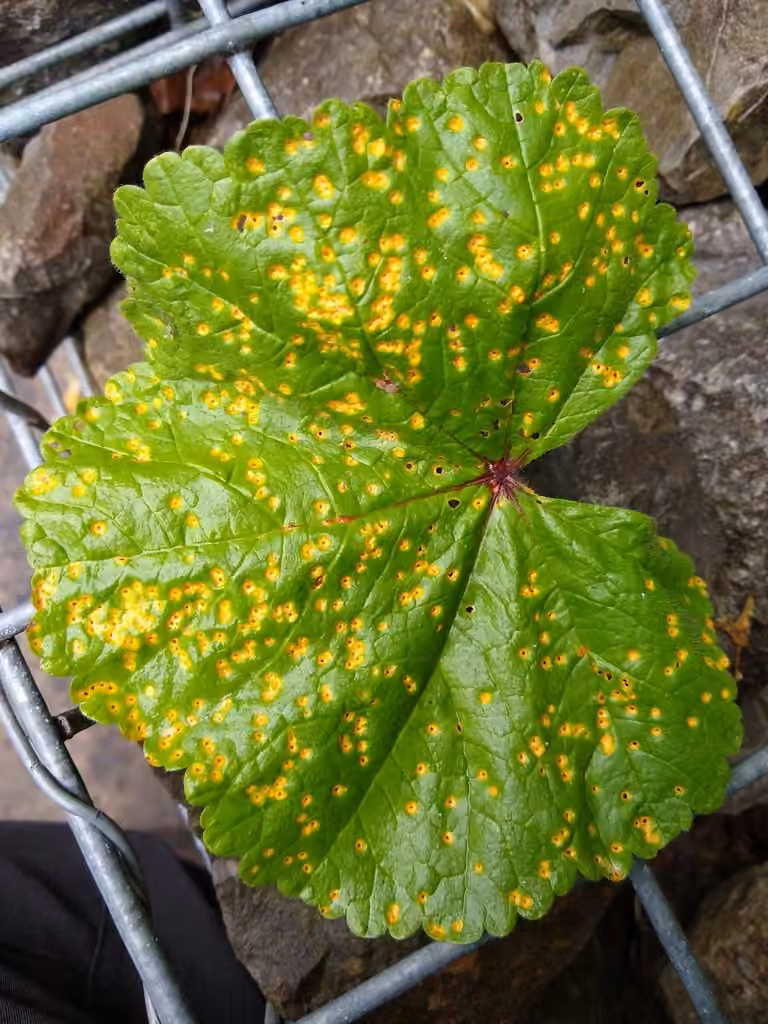 Hollyhock Rust, photo 2 of 5