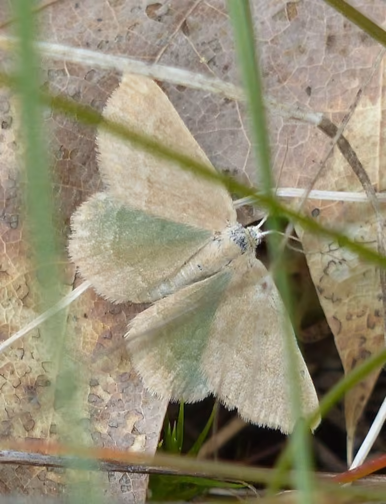 Day Emerald, Adult