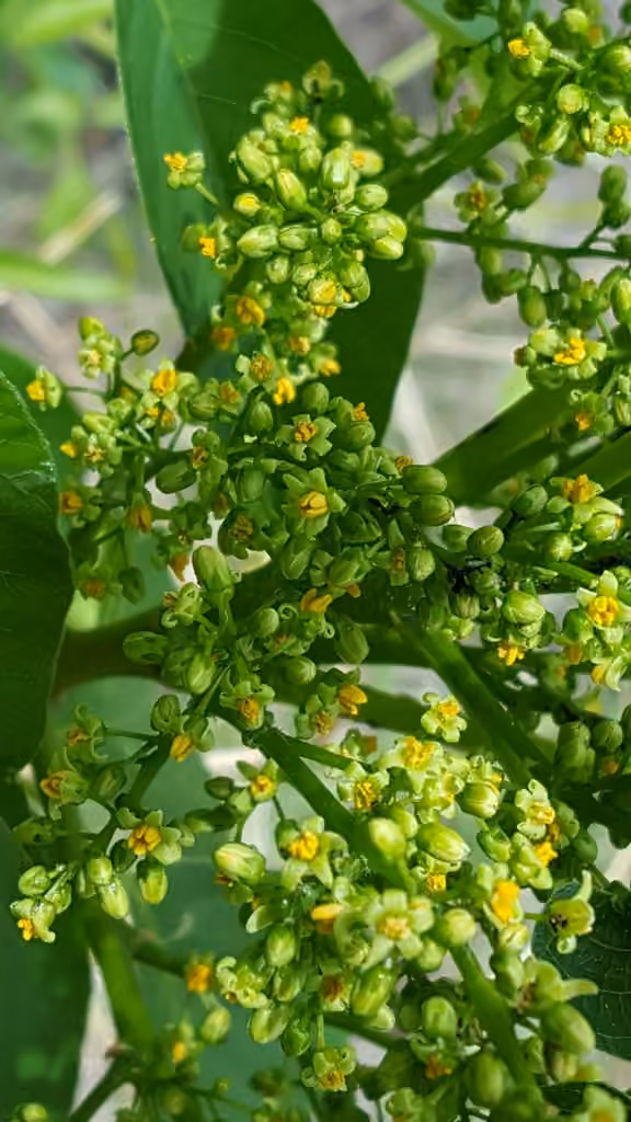 Herbe à puce de Rydberg, En fleurs