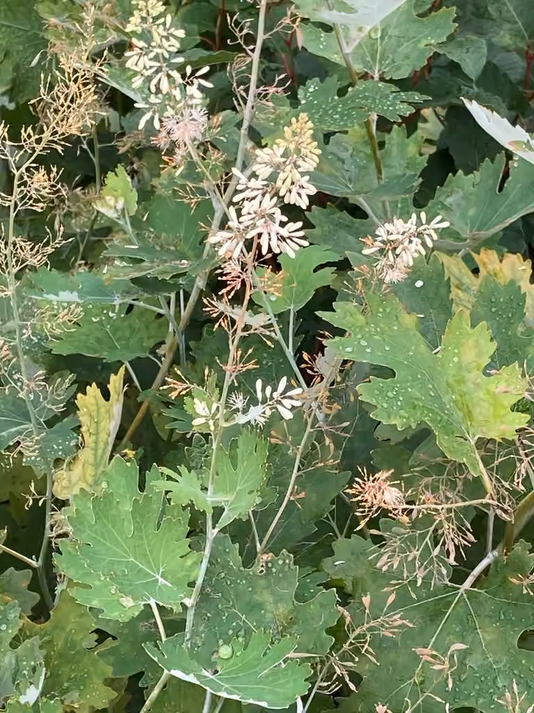 Macléaya à feuilles cordées, En fleurs