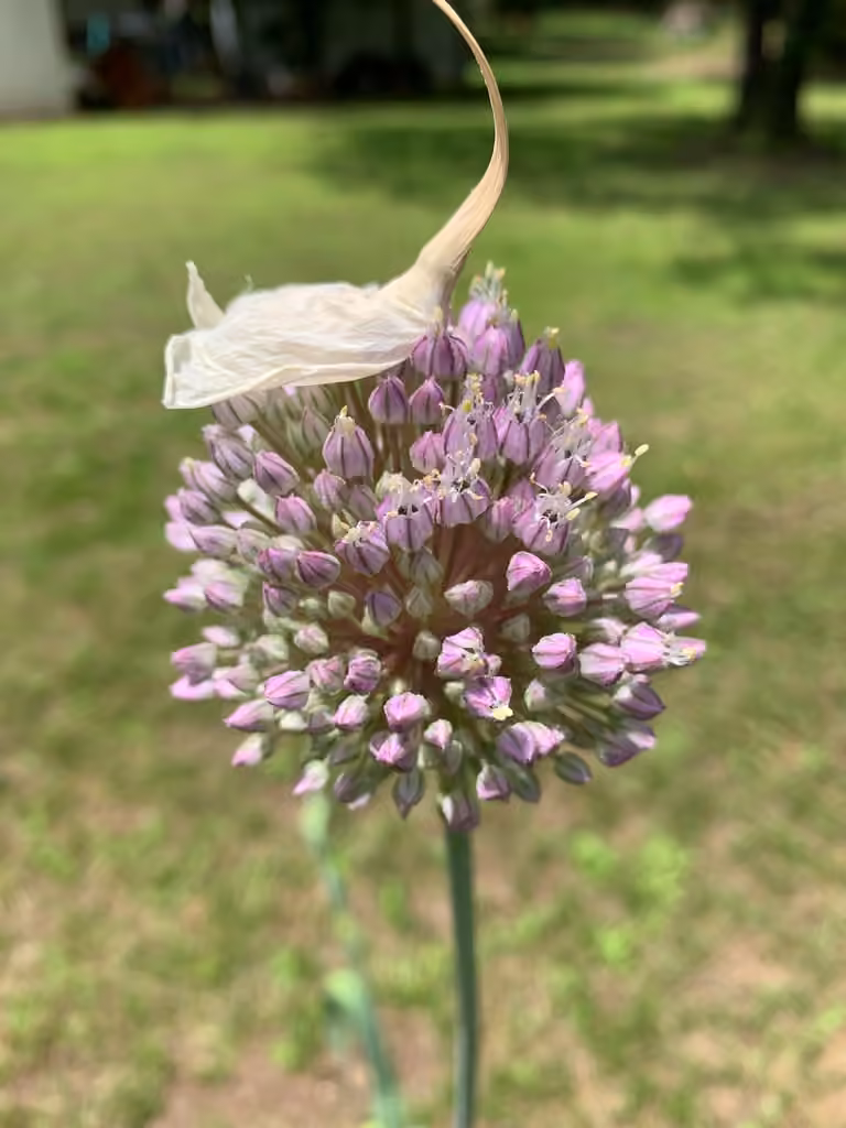 Broadleaf wild leek, photo 1 of 5