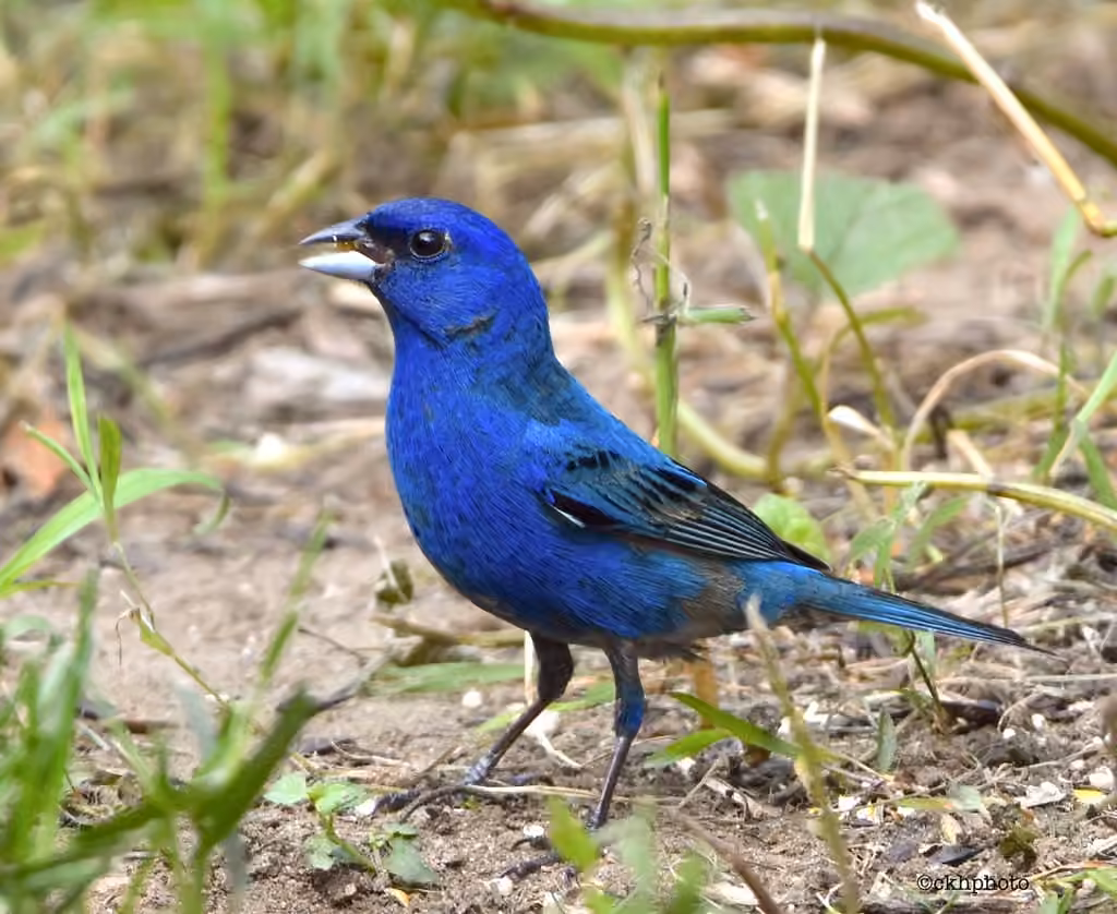 Indigo Bunting, Male