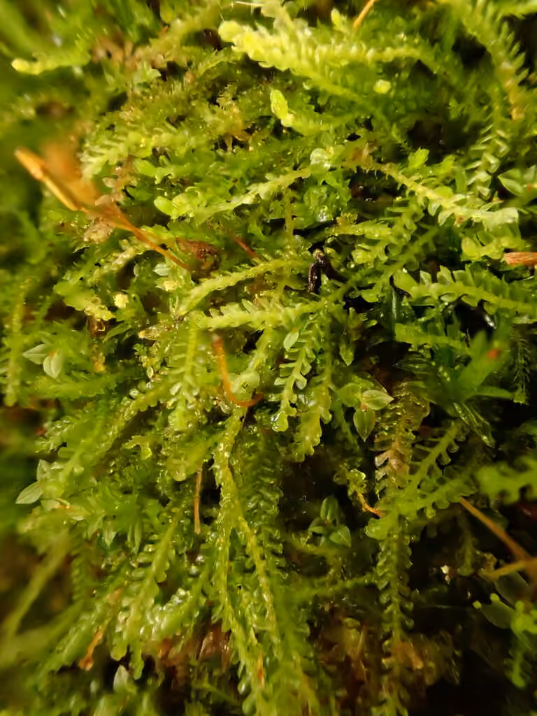 Petite gorgone