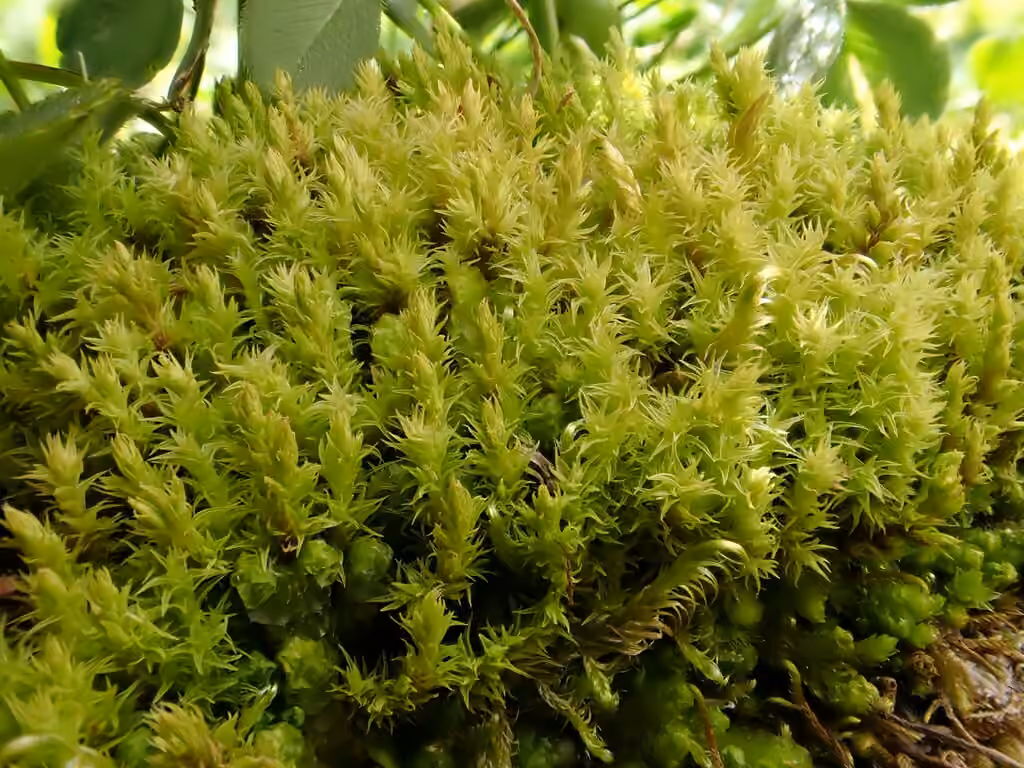 Dense Rock Moss, photo 1 of 5