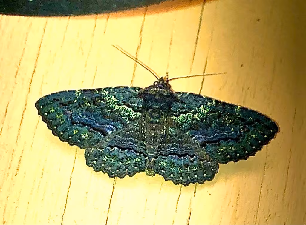 Green-dusted Zale Moth, Adulte