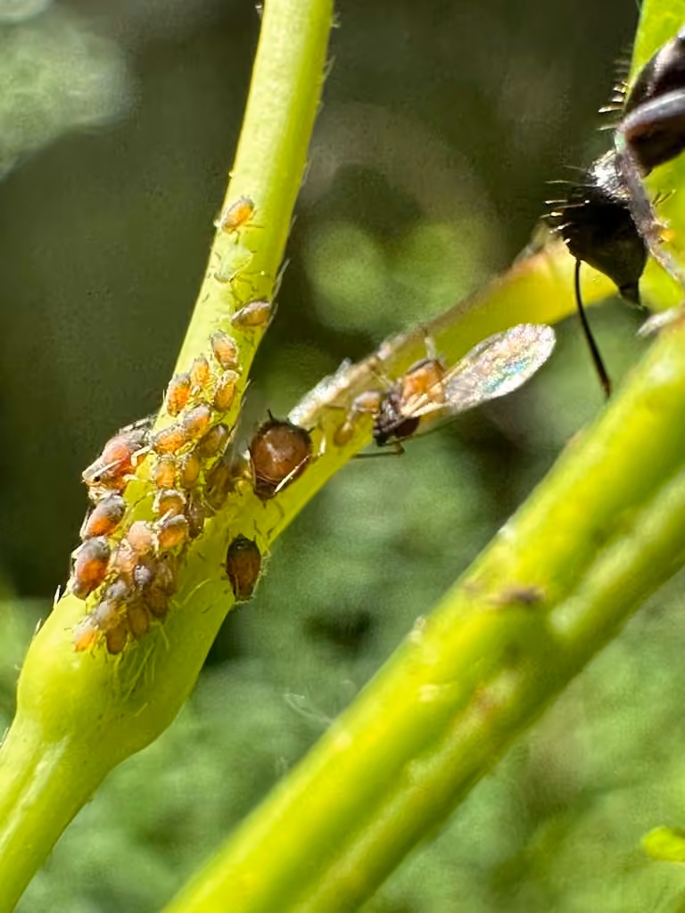 Viburnum aphid, photo 3 of 5