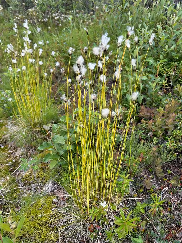 Linaigrette à anthères courtes, En fruits