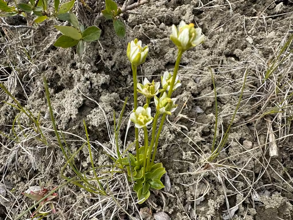 Parnassie de Kotzebue, En fruits