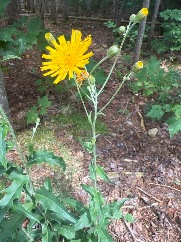 Smooth hawkweed, photo 1 of 5
