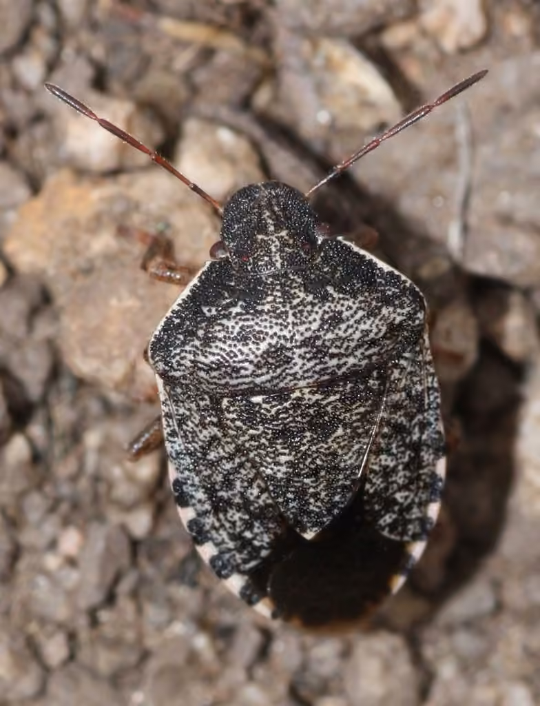 Holcostethus abbreviatus, photo 1 of 5