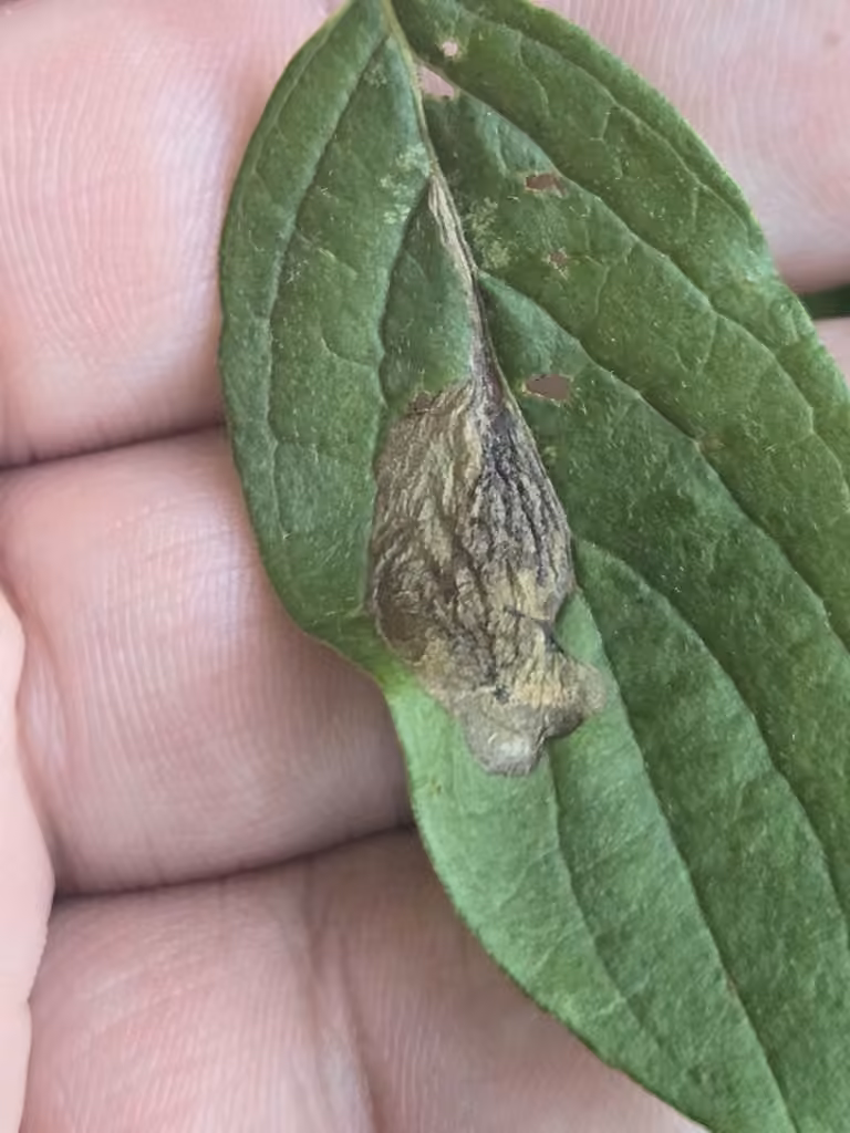 Antispila cornifoliella, Chenille