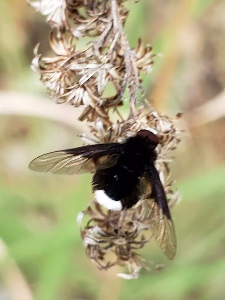 Bombyle à pointe blanche, photo 3 sur 5