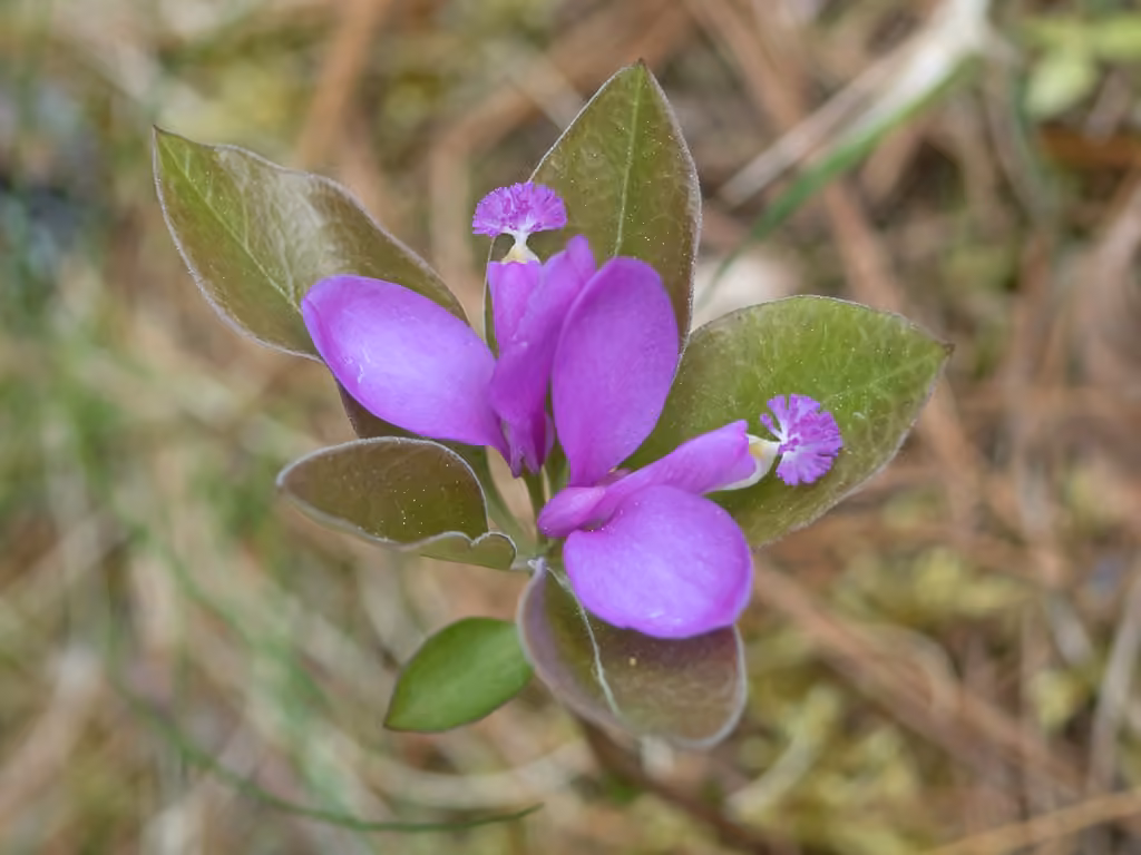 Polygale paucifolié