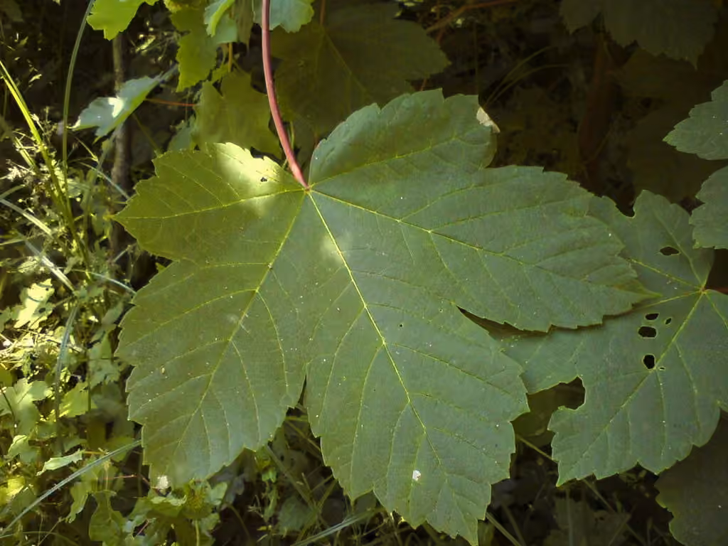 Érable sycomore, photo 1 sur 5