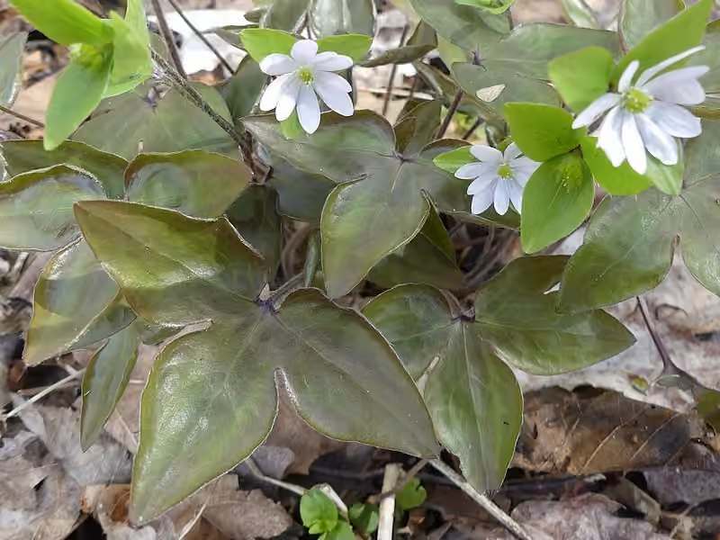 Hépatique à lobes aigus, En fleurs