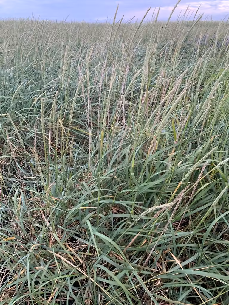 Sand ryegrass, In flower