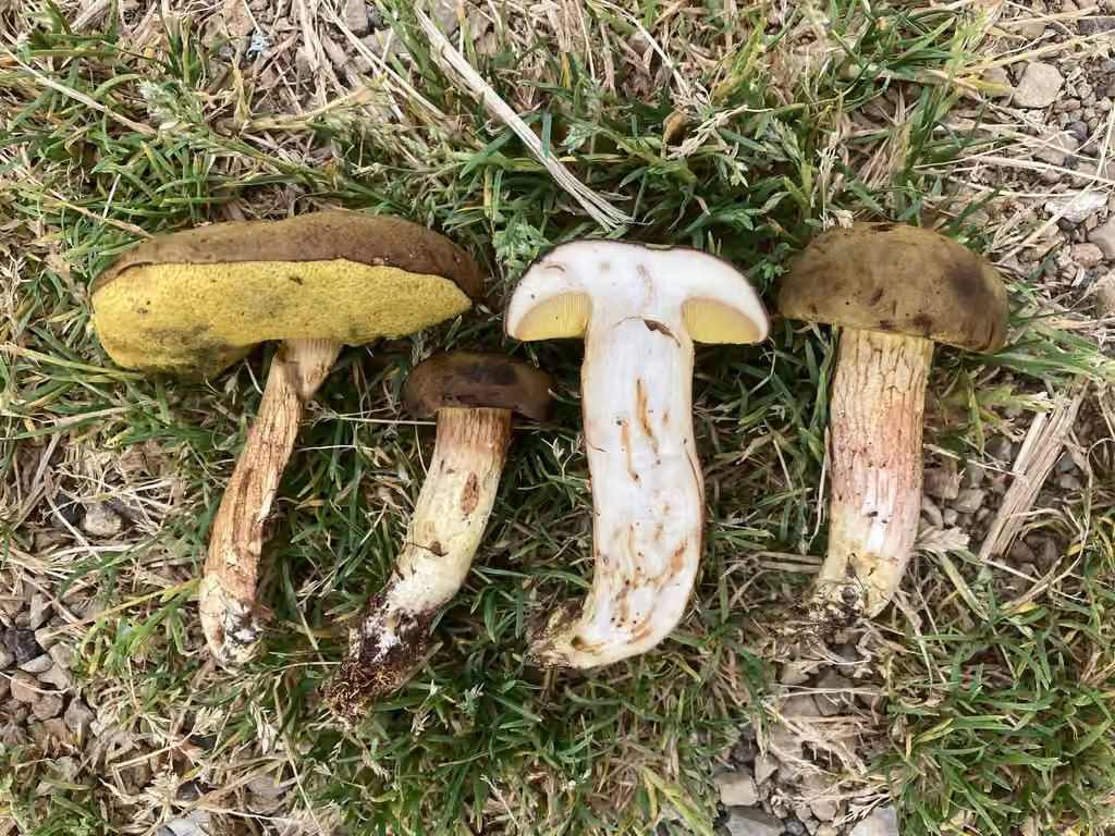 Rusty bolete, photo 1 of 5