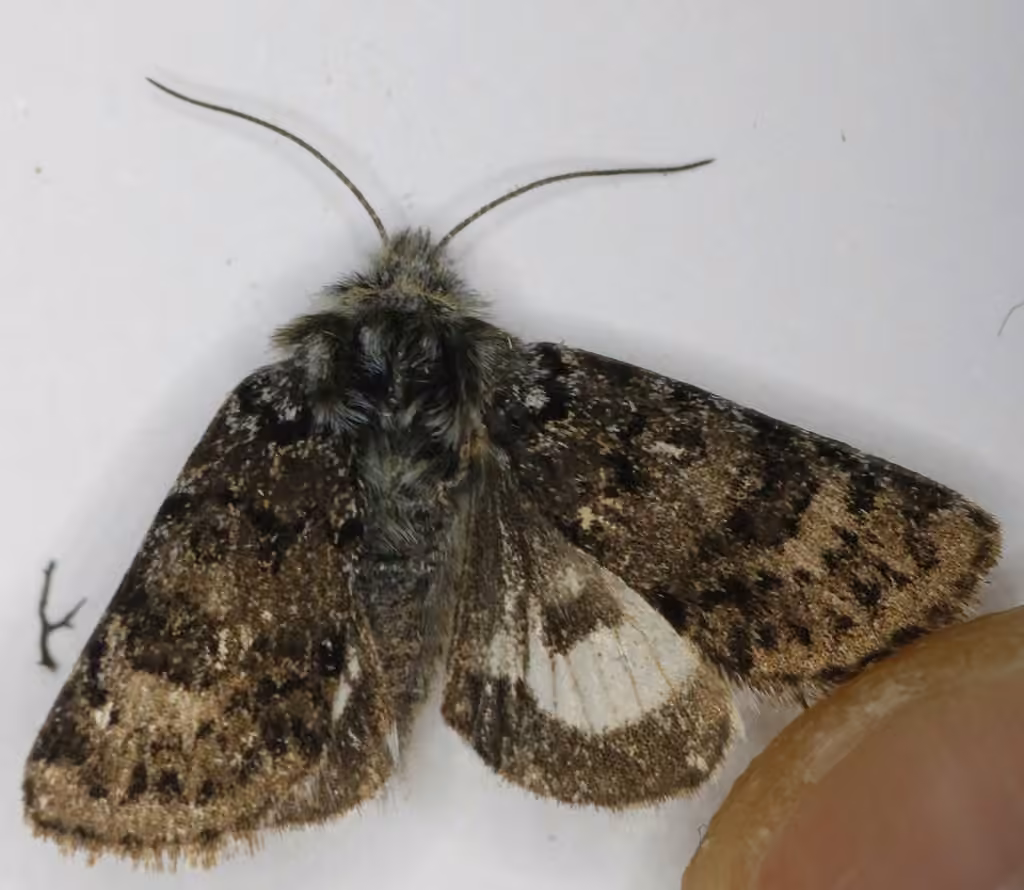 Pied Alpine Beauty, Adult