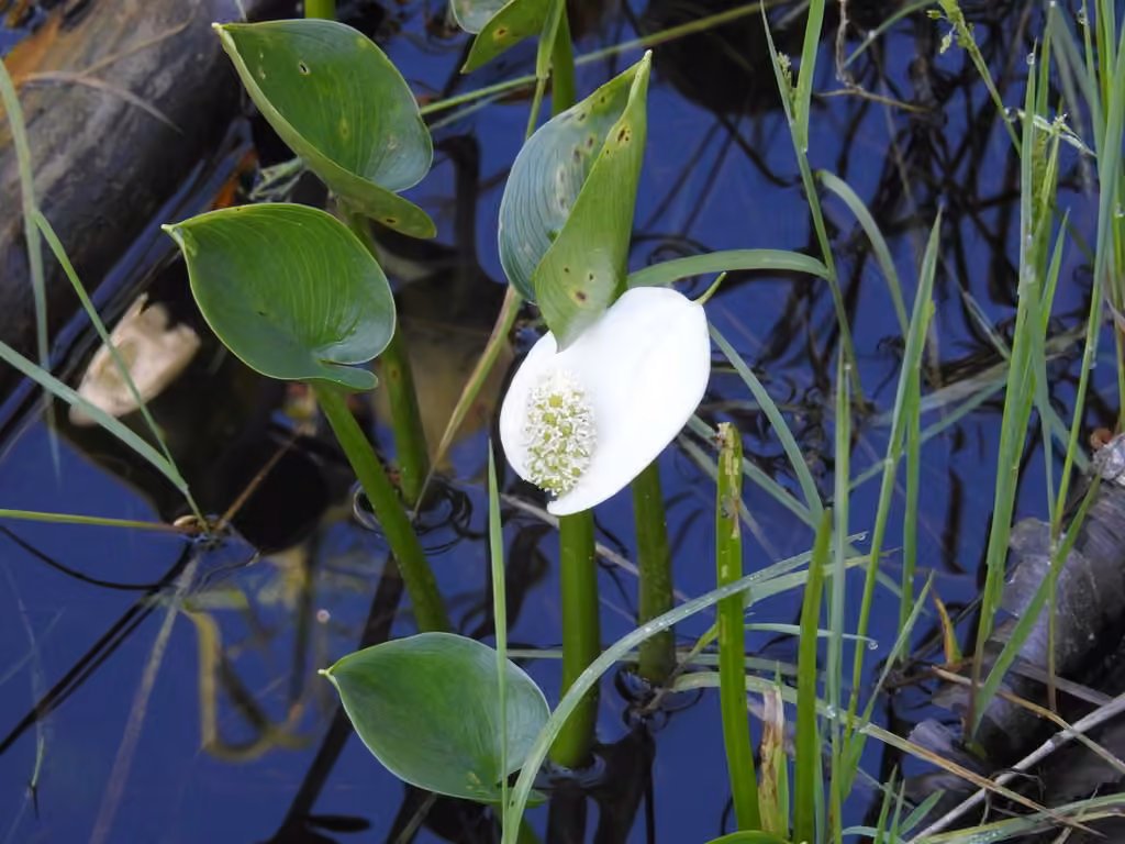 Calla des marais