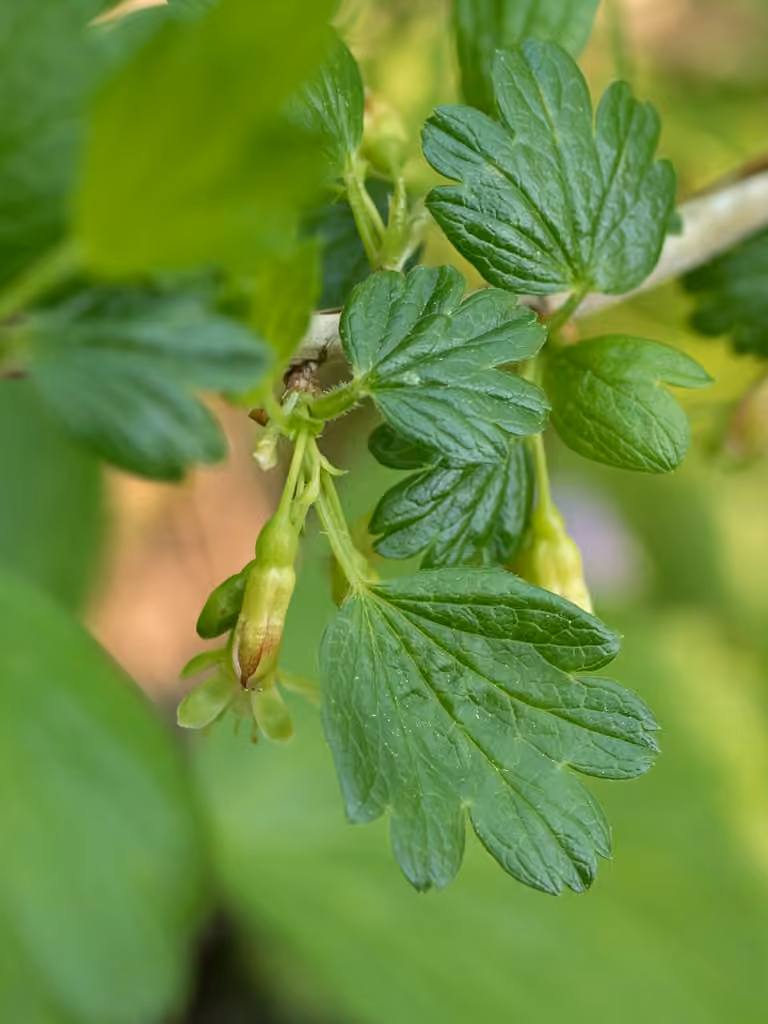Hairystem gooseberry, In flower