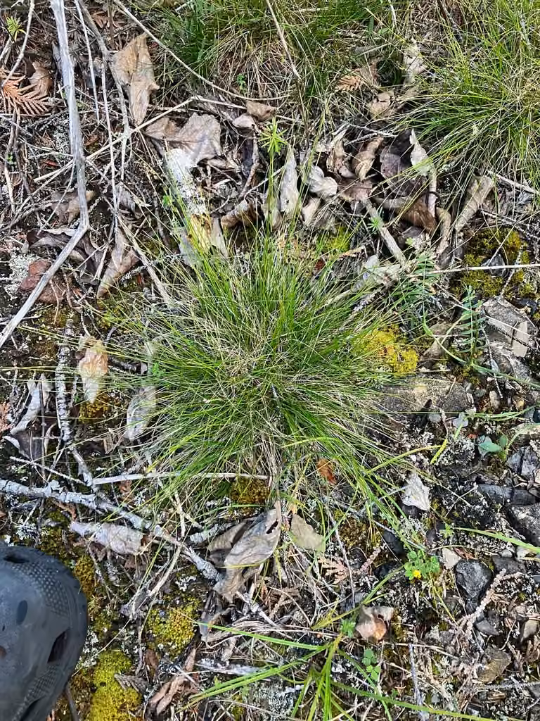 Carex ivoirin, En fruits