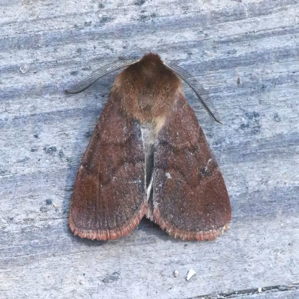Sundew Cutworm Moth, Adulte