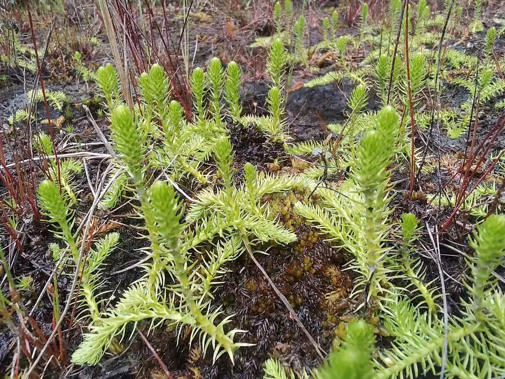 Lycopode inondé, photo 2 sur 5