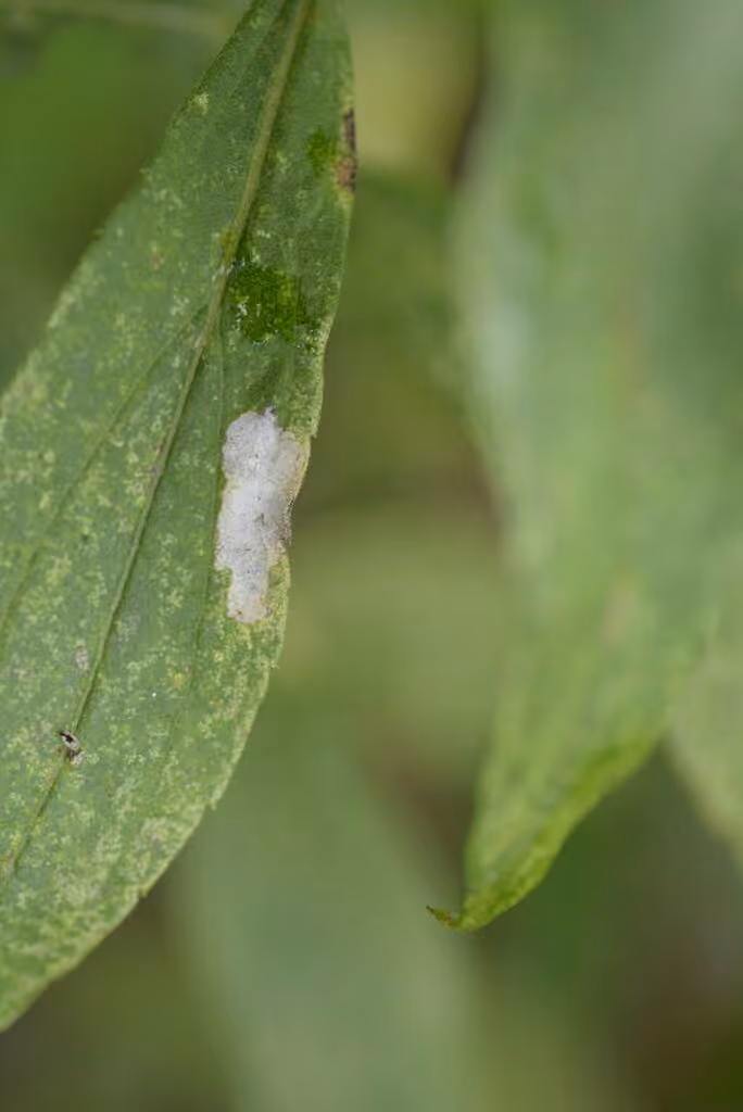 Astrotischeria solidagonifoliella, Leaf mine