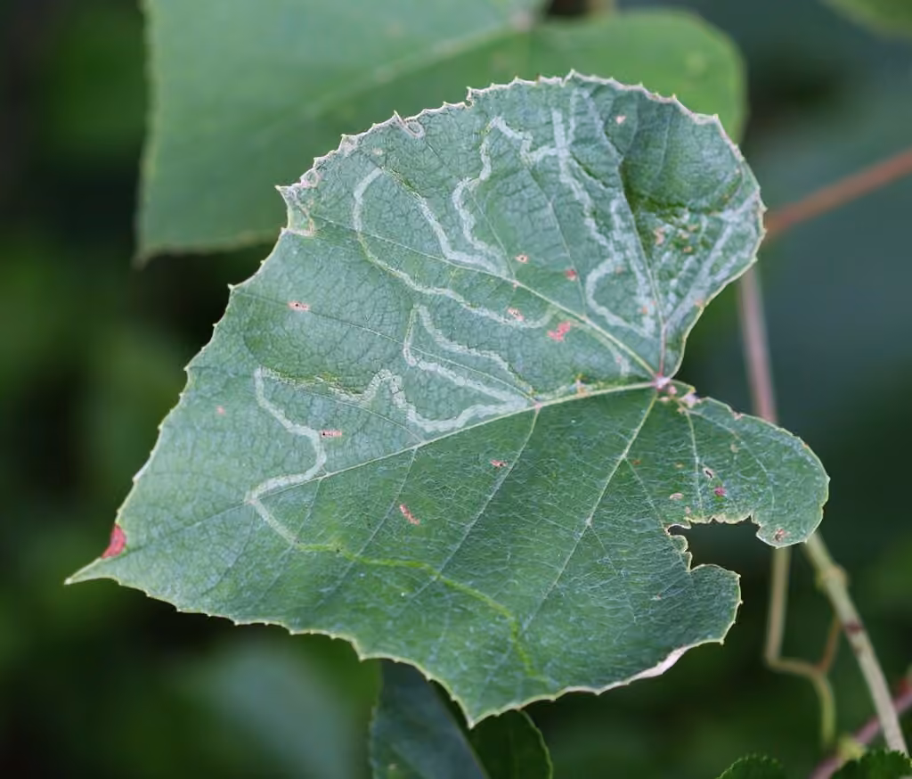 Phyllocnistis vitegenella, Chenille
