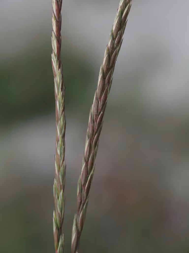 Slender wheatgrass, photo 3 of 5