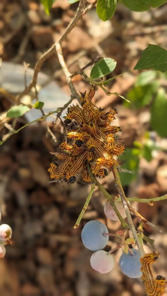 Drexel's Datana Moth, Mine