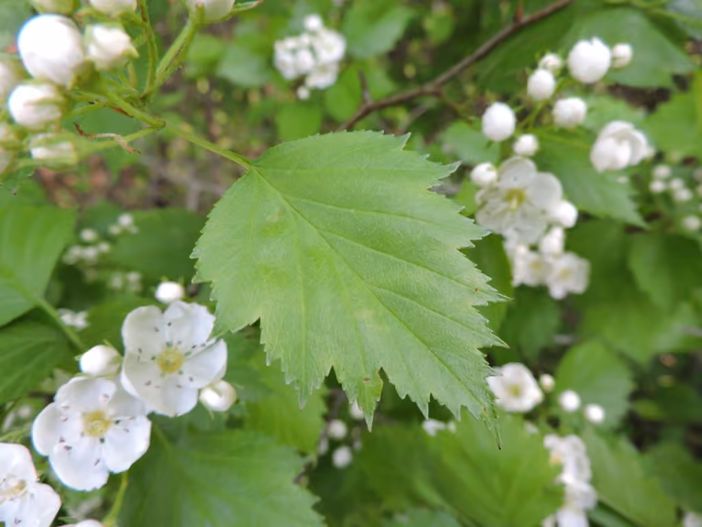 Aubépine flabelliforme