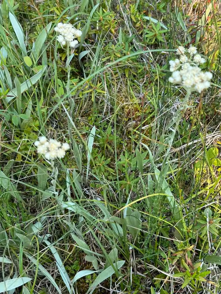 Showy pussytoes, In flower
