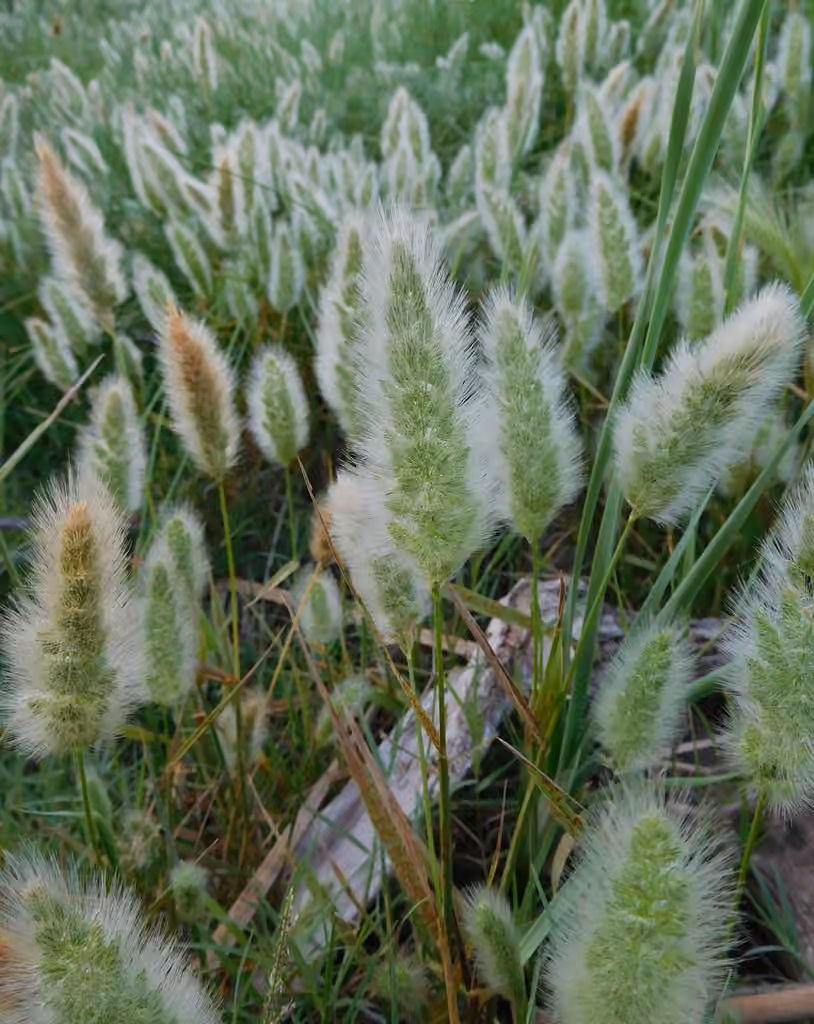 rabbitfoot grass, photo 1 of 5