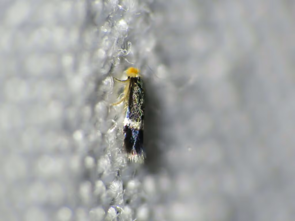 Stigmella apicialbella, Adulte