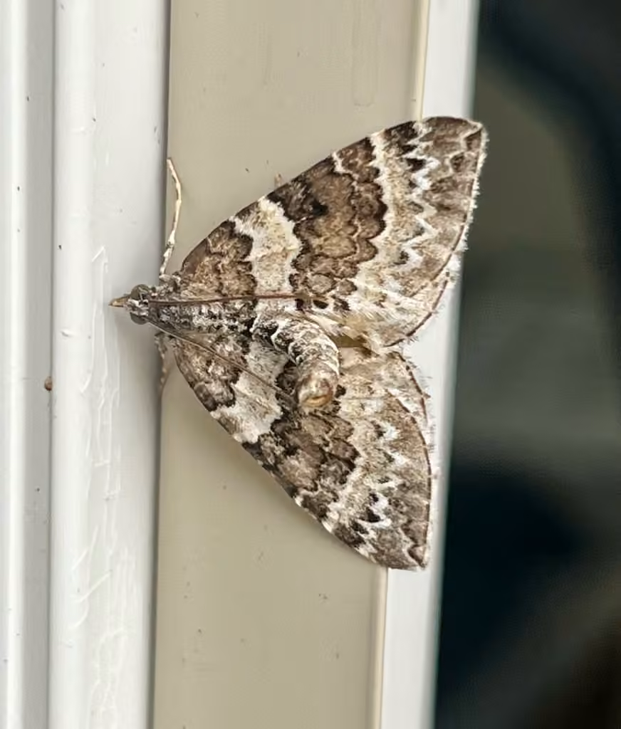 White Eulithis Moth, photo 2 sur 5