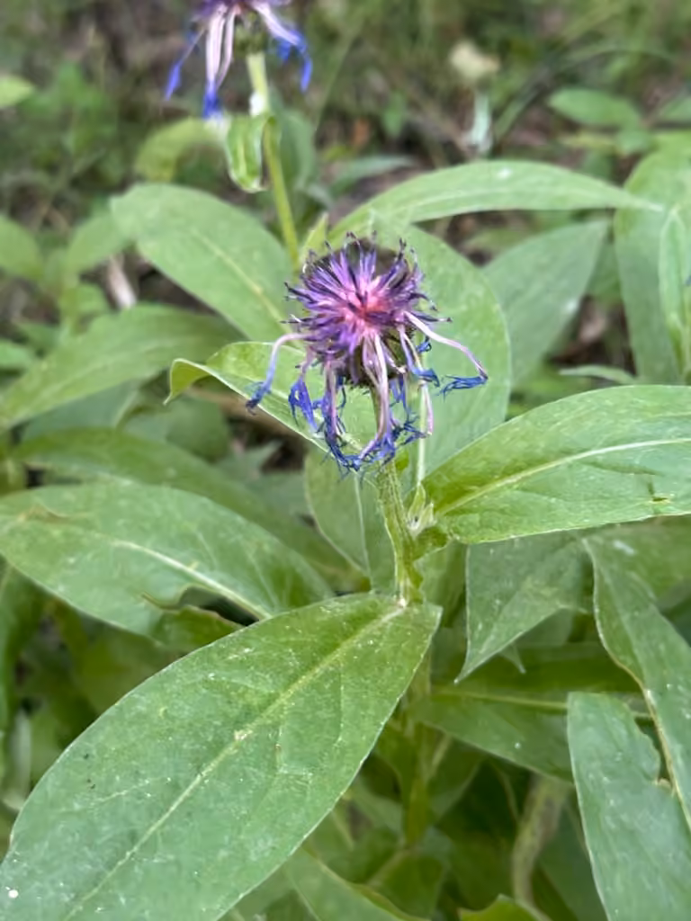 Centaurée des montagnes, En fruits