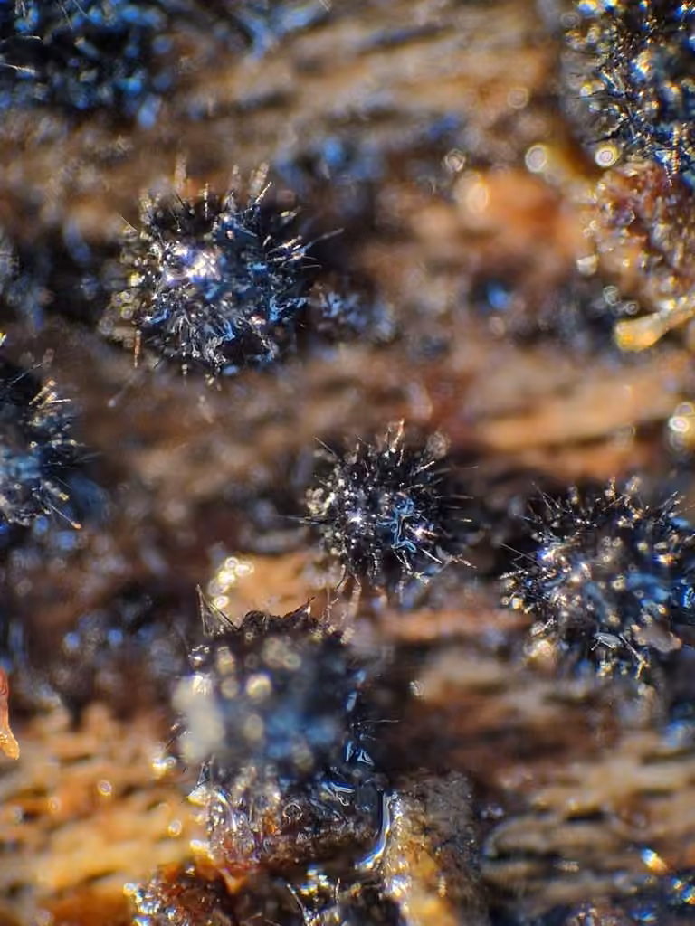 Lasiosphaeris hirsuta, photo 1 of 5