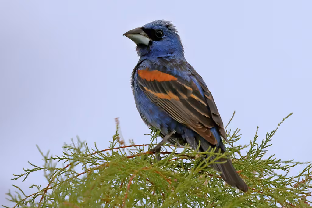 Blue Grosbeak, Male
