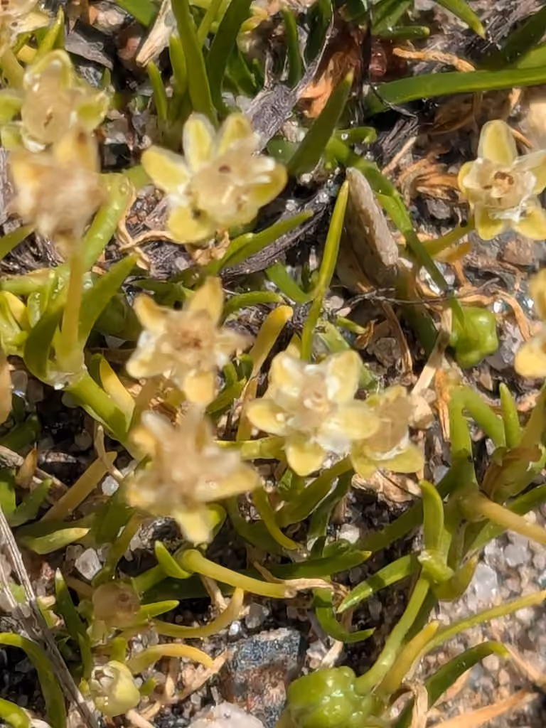 Alpine pearlwort, In fruit