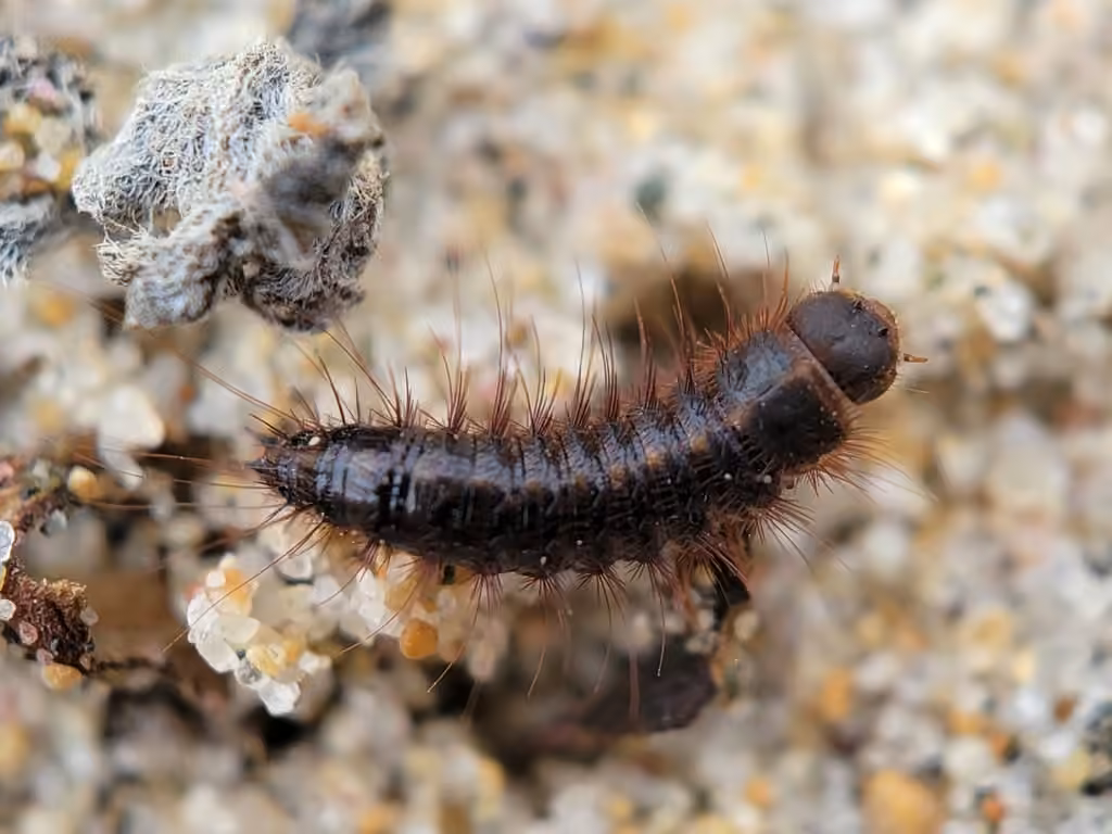 Hide and Tallow Dermestid, Larva