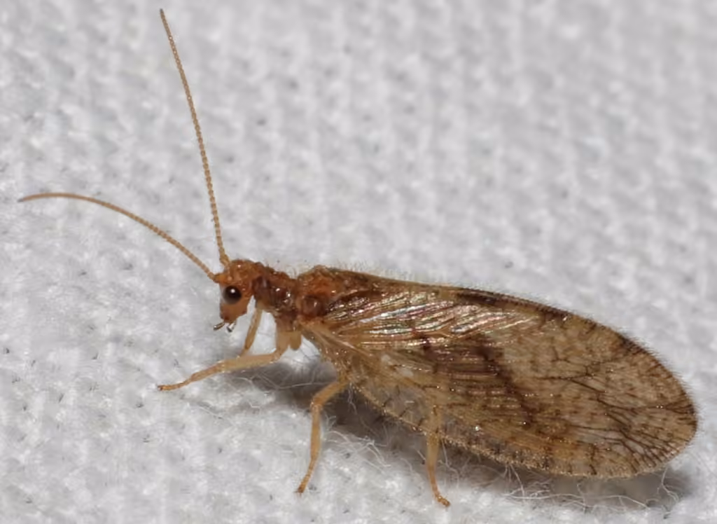 Grooved brown lacewing, photo 3 of 5