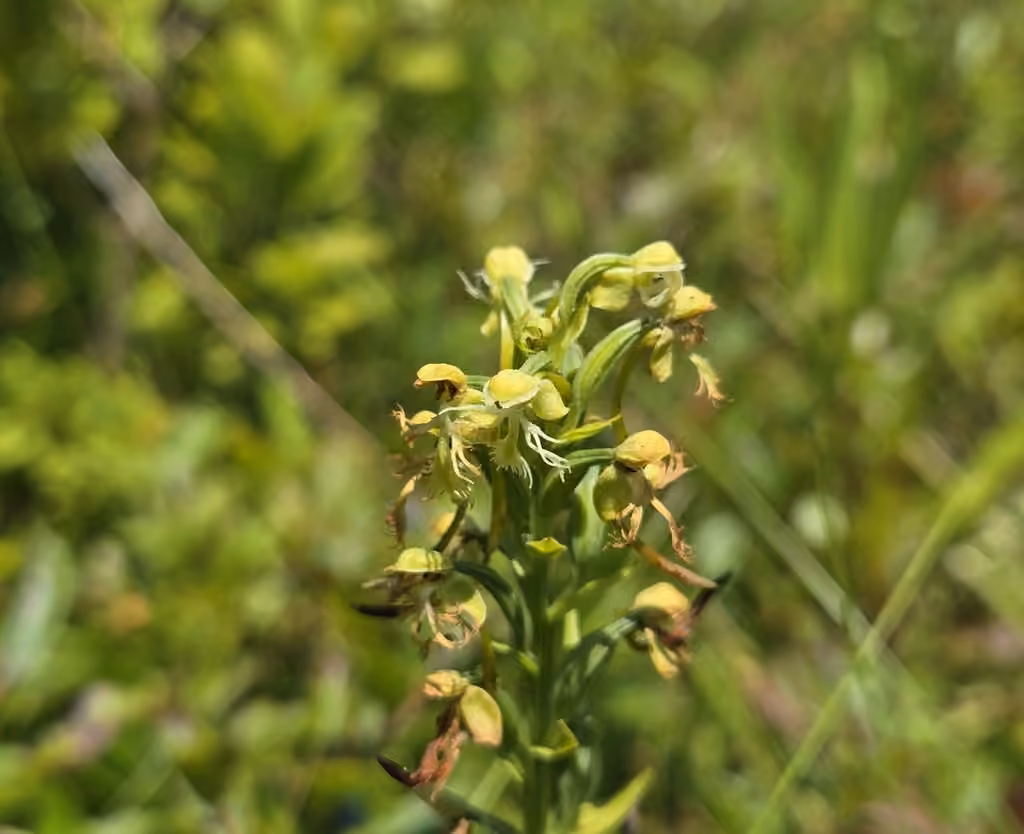 Platanthère lacérée, En fruits